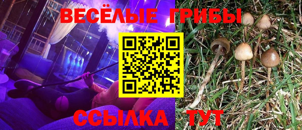 Галлюциногенные грибы Psilocybe  Вход с VPN  Знаменск 